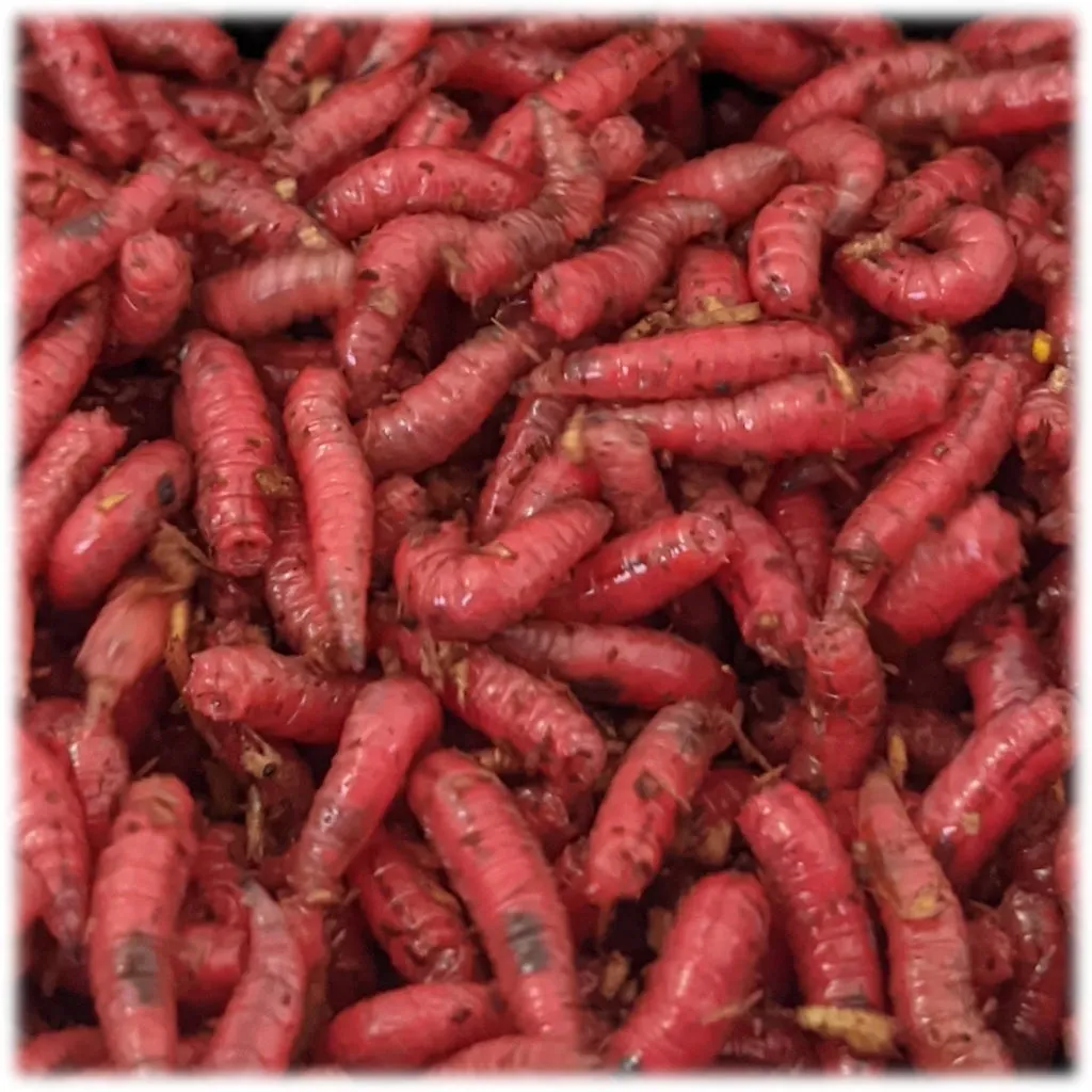 Red Maggots