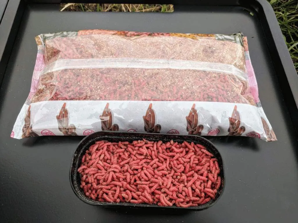 Red Maggots